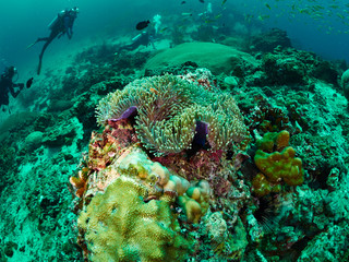 Fototapeta na wymiar diver and reef soft coral