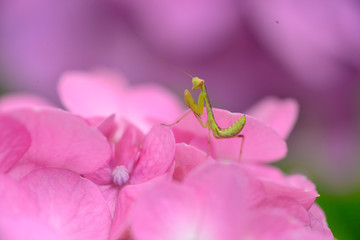 hydrangea mantis