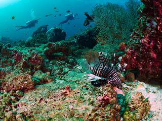 Striped lionfish