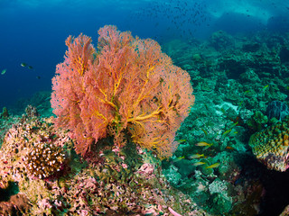 Fototapeta na wymiar Fan coral