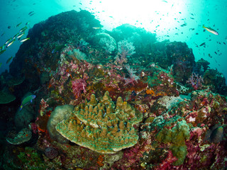 reef coral and reef fish