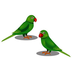 Two Beautiful Parrots - Vector Image
