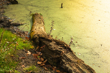 Beautiful natural minimalist landscape - the trunk of a fallen tree at the pond closed duckweed