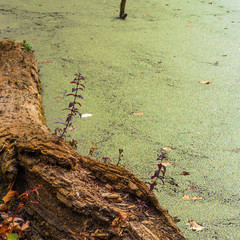 Beautiful natural minimalist landscape - the trunk of a fallen tree at the pond closed duckweed