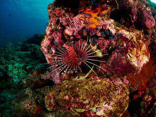 Naklejka na ściany i meble Spotfin Lionfish and reef coral