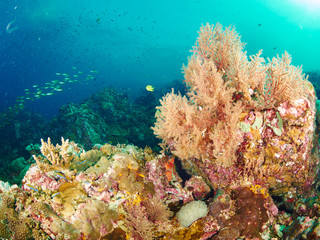 Naklejka na ściany i meble reef coral and reef fish