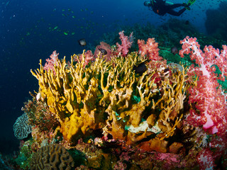 reef coral and reef fish