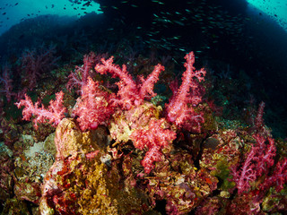 Plakat soft coral and reef fish