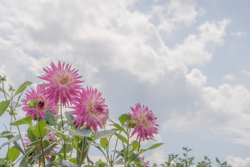 空をコピースペースにしたピンクの花
