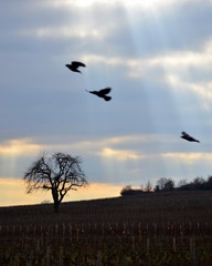 des oiseaux volant avec un coucher de soleil et une silhouette d'arbre devant des vignes