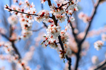 Close up of tree blossom across blue sky