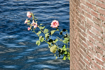 Fototapeta premium Purple hollyhock flowers growing out of a quay wall on a sunny day in summer