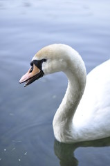 portrait of a white Swan in the water