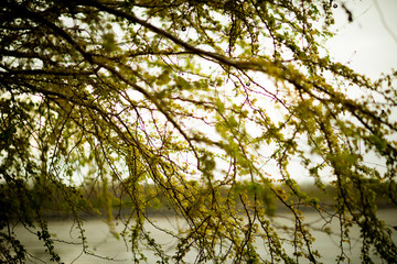 Leaves and Branches 2