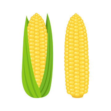 Corn. vector illustration