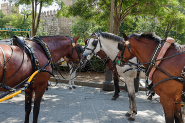 Harnessed horse carriages rest while waiting for tourists on Triumph Square in Seville