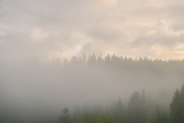 Naklejka na ściany i meble fog over the wood