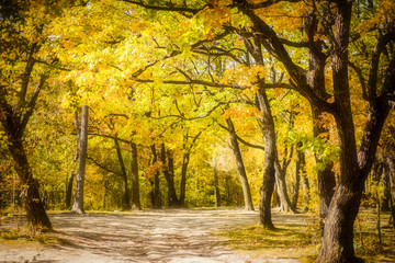 autumn in the park
