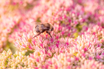 bee on pink flowers at bright sunny day, close-up