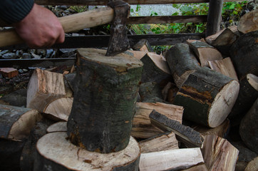 harvesting firewood for the winter