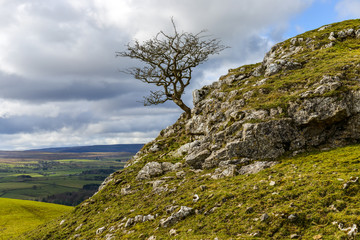 Fototapeta na wymiar Lone tree on the side of a craggy hill overlooking North Yorkshire countryside