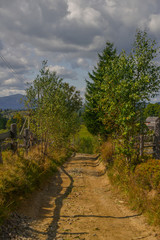 Fototapeta premium road in the forest