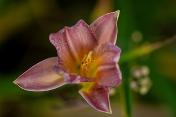 Fototapeta premium beautiful pink lily flower on blurred natural background, close-up 