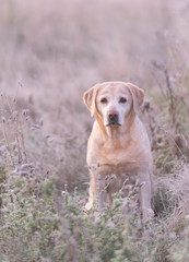 labradors in the winter frost