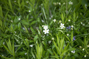Small white flowers in a field on a beautiful background