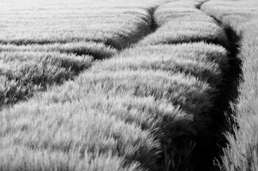 champ avec traces de tracteur