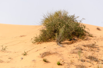 Parc national Kalahari Gemsbok, parc transfrontalier de Kgalagadi, Afrique du Sud