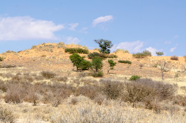 Parc national Kalahari Gemsbok, parc transfrontalier de Kgalagadi, Afrique du Sud