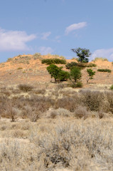 Parc national Kalahari Gemsbok, parc transfrontalier de Kgalagadi, Afrique du Sud