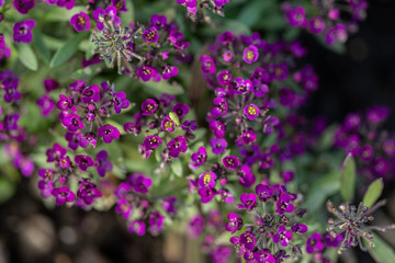 beautiful purple flowers on blurred natural background