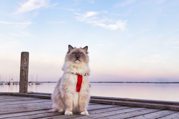 Sitzende hübsche Katze im Abendlicht am Ufer eines Binnensee in Deutschland
