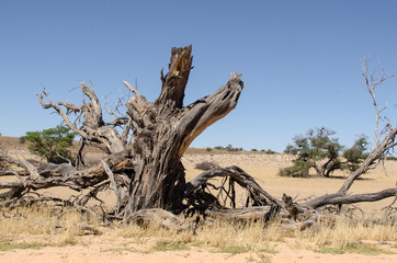 Parc national Kalahari Gemsbok, parc transfrontalier de Kgalagadi, Afrique du Sud