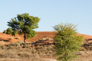 Parc national Kalahari Gemsbok, parc transfrontalier de Kgalagadi, Afrique du Sud