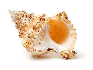 Sea shell on white background
