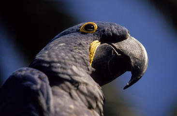 Ara hyacinthe,.Anodorhynchus hyacinthinus, Hyacinth Macaw © JAG IMAGES