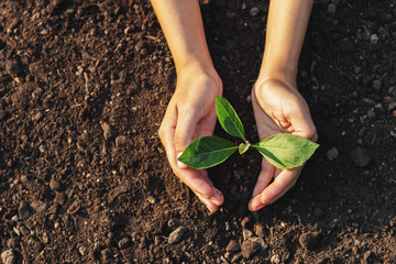 Caring for small green trees in hand