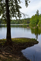 lake surrounded by pine trees reflecting the sky