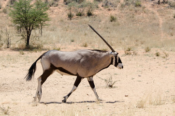 oryx gazelle, gemsbok, Oryx gazella, Parc national Kalahari, Afrique du Sud