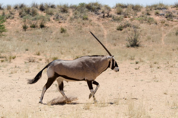 oryx gazelle, gemsbok, Oryx gazella, Parc national Kalahari, Afrique du Sud
