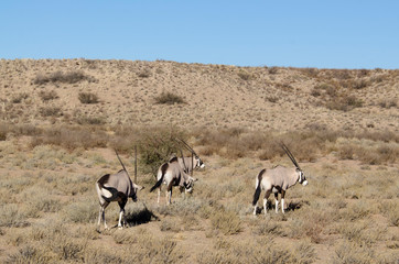 oryx gazelle, gemsbok, Oryx gazella, Parc national Kalahari, Afrique du Sud