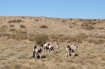oryx gazelle, gemsbok, Oryx gazella, Parc national Kalahari, Afrique du Sud