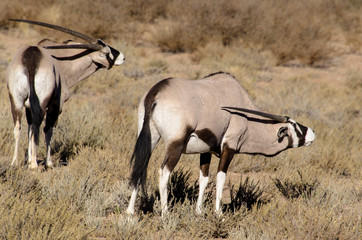 Naklejka premium oryx gazelle, gemsbok, Oryx gazella, Parc national Kalahari, Afrique du Sud