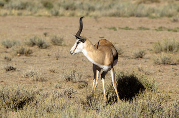 Springbok, Antidorcas marsupialis, Afrique du Sud