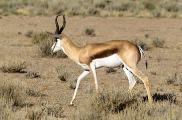 Springbok, Antidorcas marsupialis, Afrique du Sud