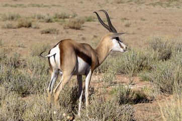 Springbok, Antidorcas marsupialis, Afrique du Sud