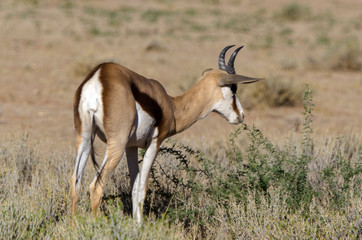 Springbok, Antidorcas marsupialis, Afrique du Sud